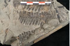 Foto (Detailansicht) von Asplenium hochstetteri Unger (NHMW-GEO-2024-0188-10337)